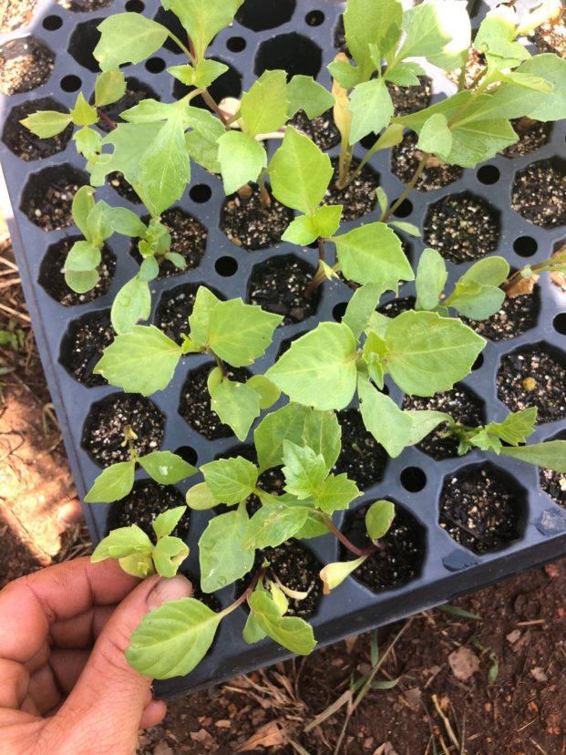 Dahlia seedlings ready for transplanting.