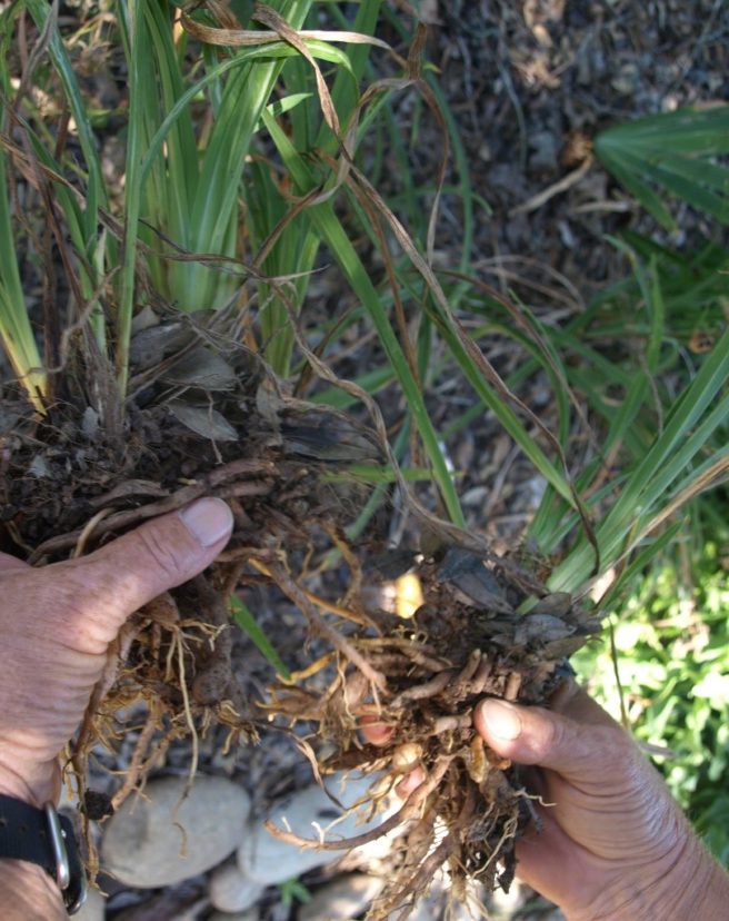 Daylilies can be easily divided to produce more plants.
