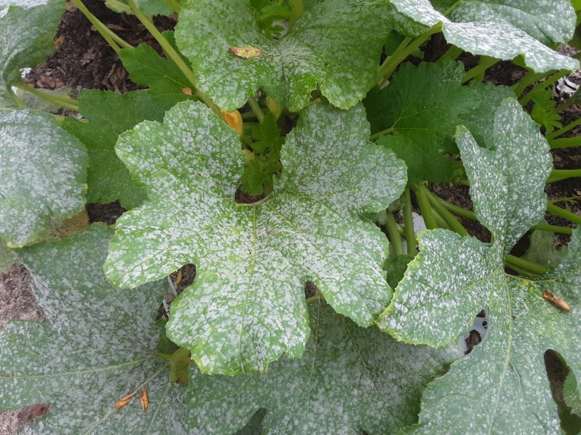 Diseases like this powdery mildew have increased over the last week.
