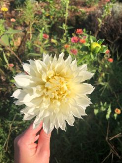 Double flowered forms are one of several forms that pollinators have a difficult time finding the disc florets and pollen.