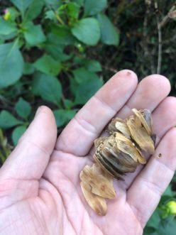 Dried seed head with viable seeds.
