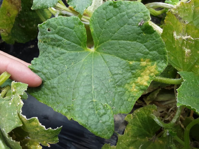 Early symptoms of downy mildew show up as yellow, angular spots on the leaves of cucumber and cantaloupe.