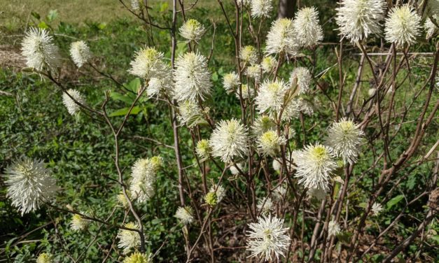 K.I.S.S. Shrubs – The Lazy Gardener’s Shrubs