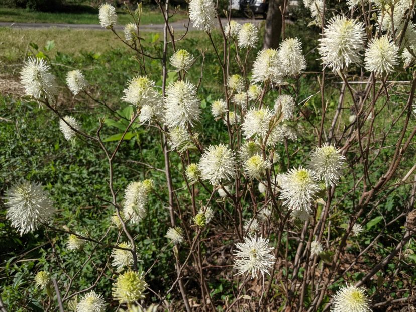 Everyone needs fothergilla (Fothergilla 'Mount Airy') in their landscape. See Fothergilla - The Best of the Natives for more information.