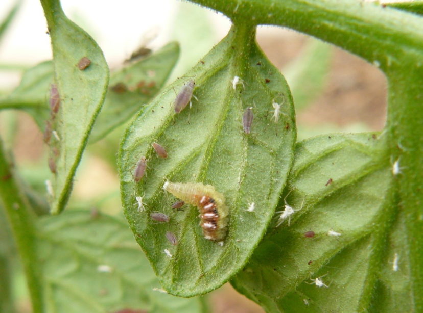 Hover fly larva can eat hundreds of aphids over a three-week period before pupating.