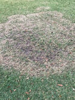 Large patch on centipedegrass
