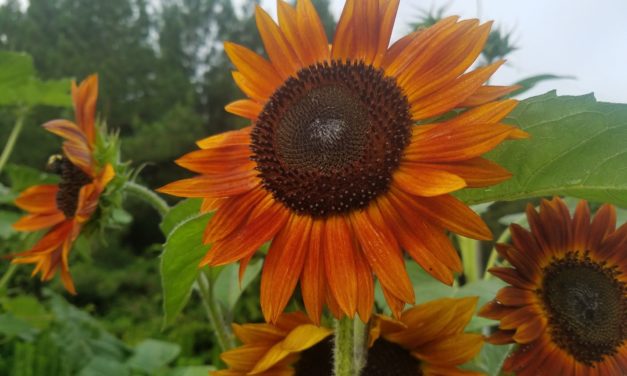This Month in Your Garden- August 2022
