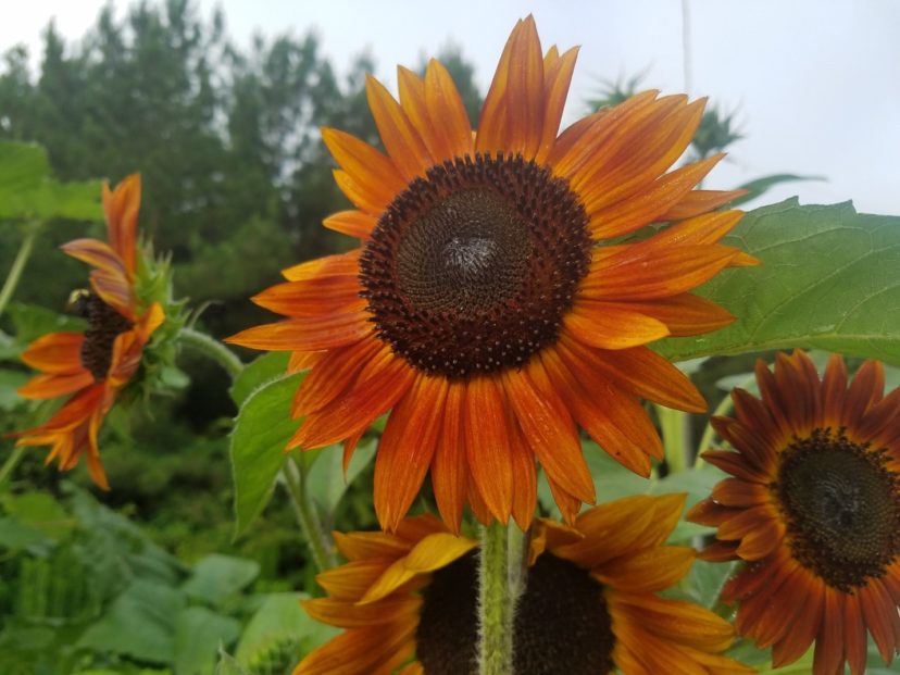 This Month In Your Garden August 2022 Home Garden Information Center