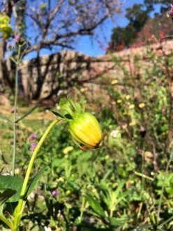 Mature seed head with viable seeds