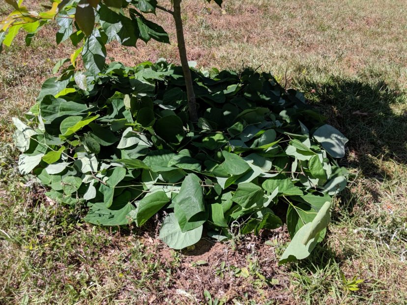 Most anything can be used as mulch. Redbud (Cercis canadensis) trimmings are arranged around the bottom of this fringetree (Chionanthus virginicus) to serve as the mulch. That's two more native plants if you are keeping score at home. N. Jordan Franklin, ©2022 HGIC, Clemson Extension