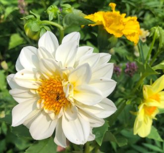 Open-centered dahlias give pollinators easy access to their disc florets.