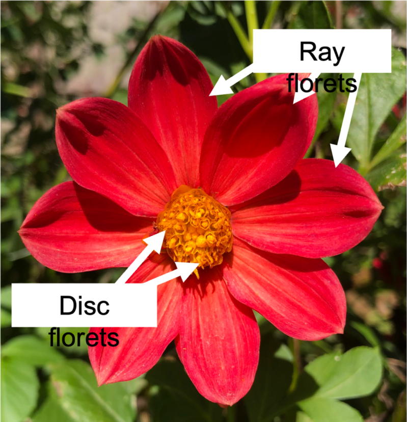 Ray (petals) and disc florets (center of flower) on an open-centered form of dahlia.