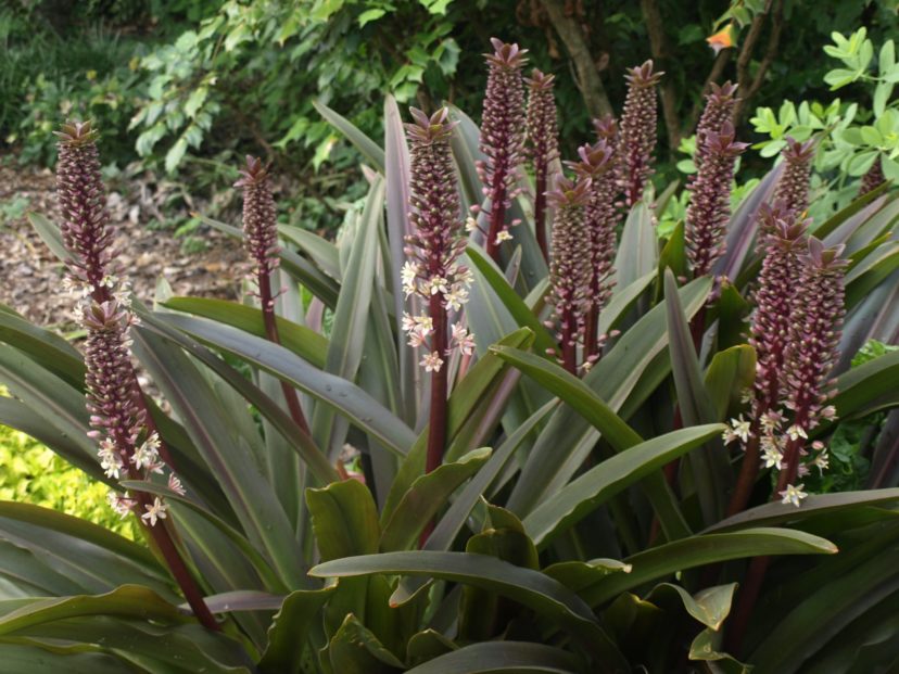 Sparkling Burgundy pineapple lily (Eucomis ‘Sparkling Burgundy’) has purple foliage and was introduced by Plant Delights Nursery in 1983.