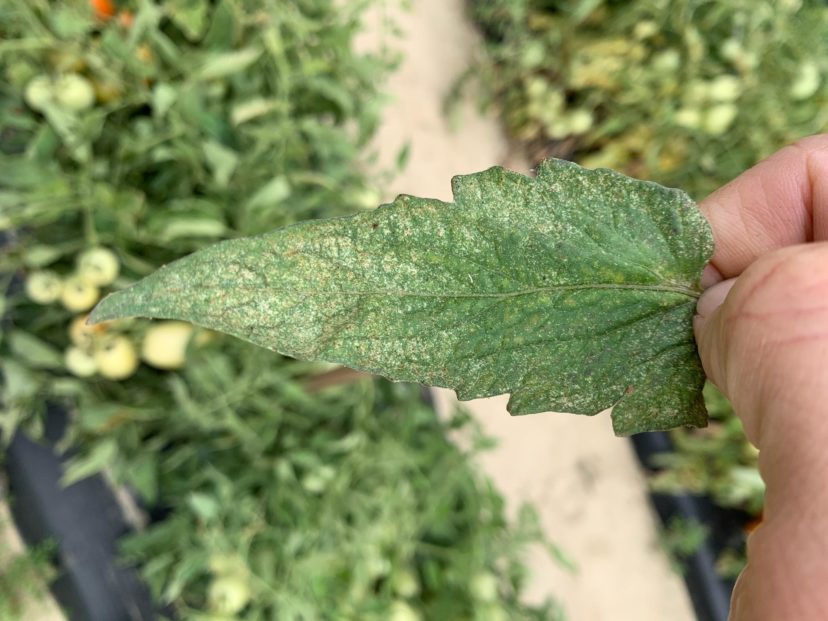 Spider mite numbers were insane before the rains.