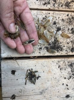 Tiny, dark bottle-necked-shaped seeds within the seed head that can be stored for next years planting.