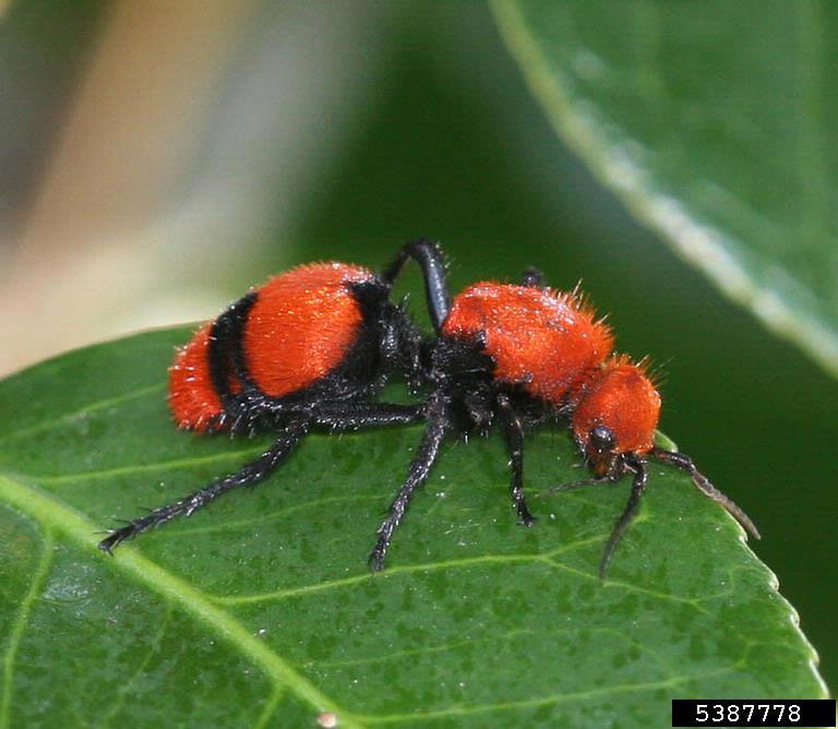Red And Black Ant