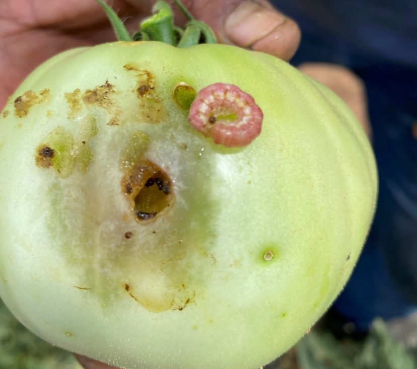 We are now seeing some tomato fruit worm damage in green fruit.