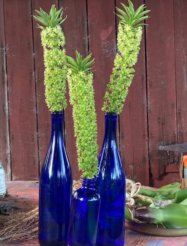 When cut, the flowers add drama when used alone or in an arrangement.