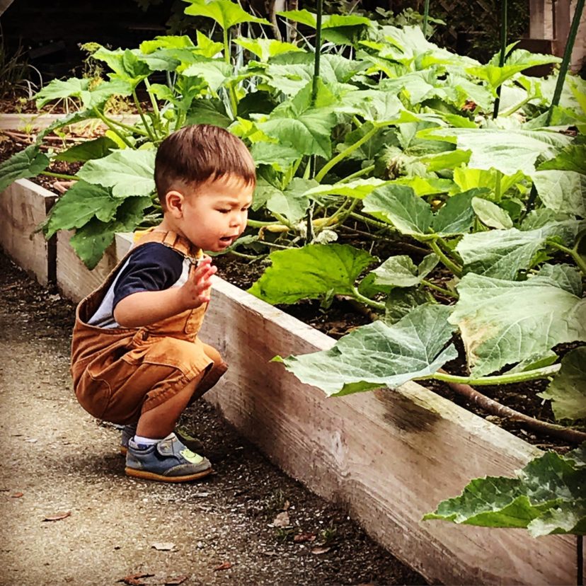 When scouting for insects make sure to do it early in the morning and look under the leaves.