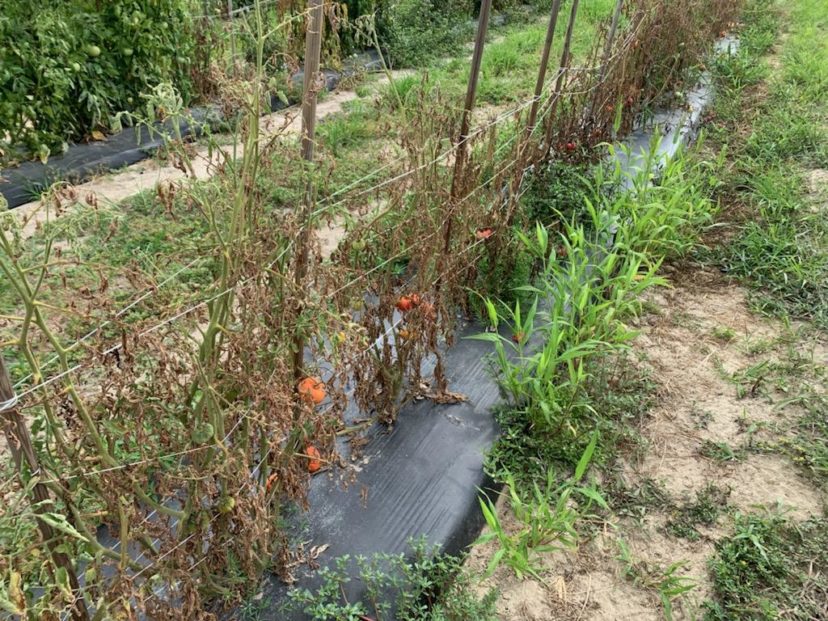Wilted and dead tomato plants that had both bacterial wilt and southern blight.
