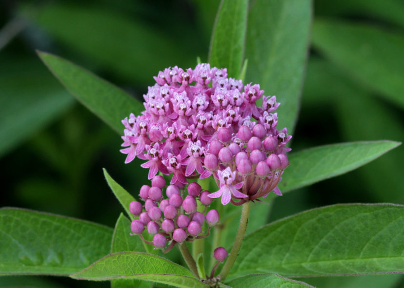 Swamp milkweed (Asclepias incarnata) produces pink flowers in the summer.