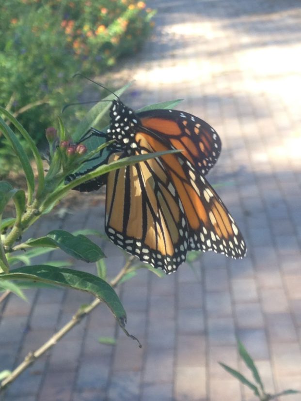A monarch butterfly laying an egg on the underside of an Asclepias leaf.