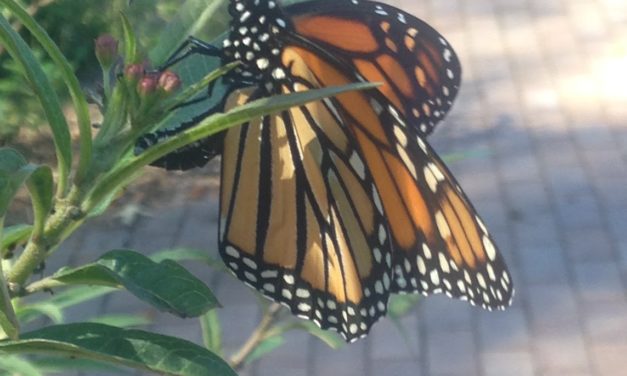 You Can Help the Monarch Butterflies