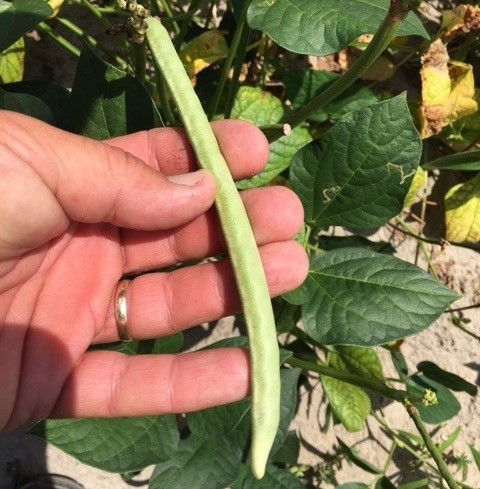 An intensive spray schedule (utilizing a couple of different pyrethroids and PBO8 synergistic) has produced a clean crop of peas free of cowpea curculio.