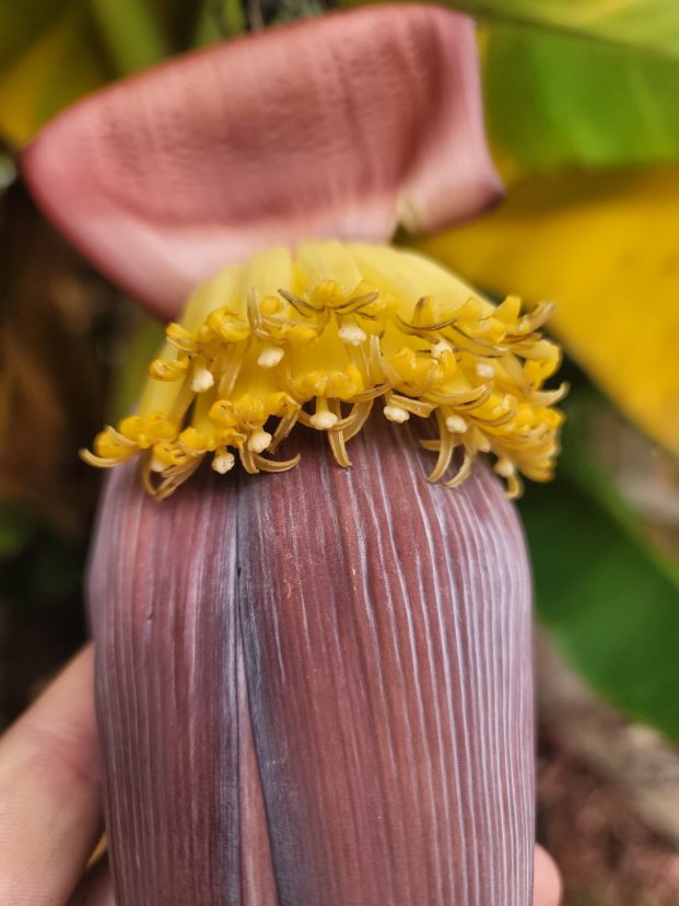 Banana flower.