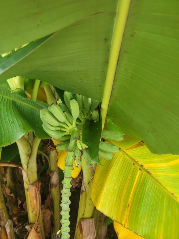 Banana with poor pollination.