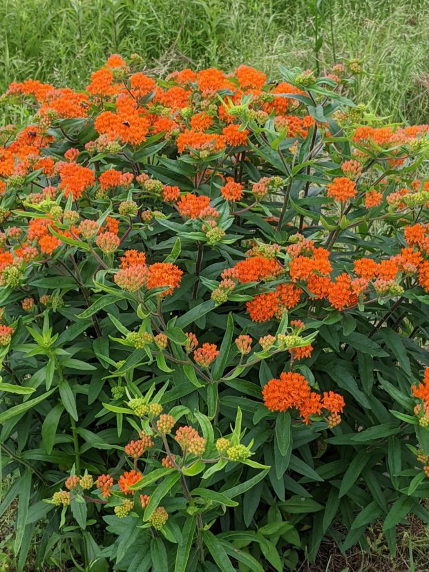 Butterfly weed (Asclepias tuberosa) is one of the few milkweed species that does not exude a milky sap from the leaves or stems.