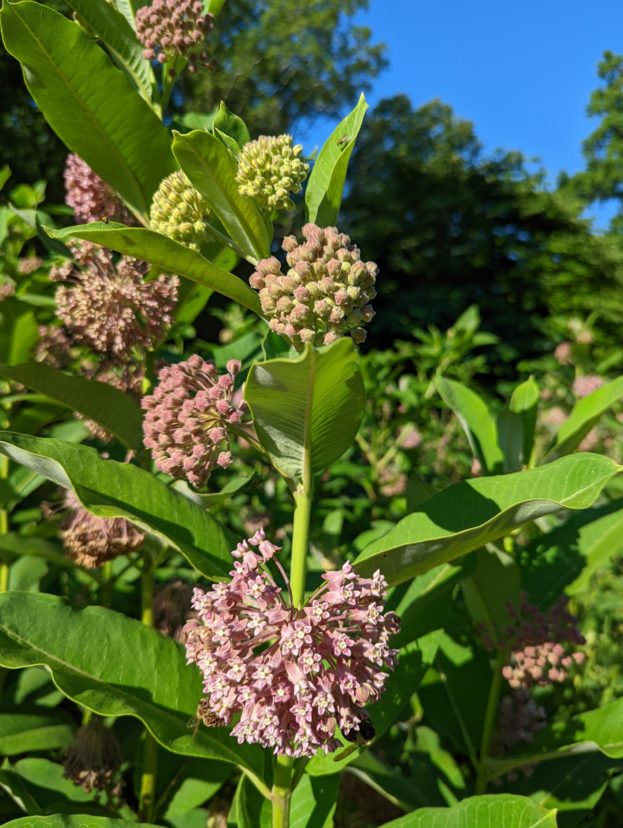 Common milkweed (Asclepias syriaca) provides nectar to many pollinating insects and is a larval host plant for monarch butterflies.