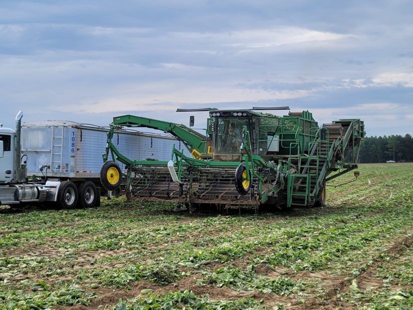 Cucumbers are being machine harvested now in Orangeburg and Calhoun Counties.
