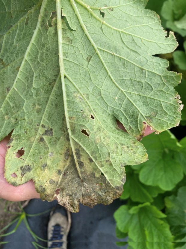 Cucurbit downy mildew on a gourd grown in a pumpkin patch.