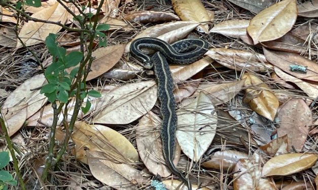 Living with Snakes
