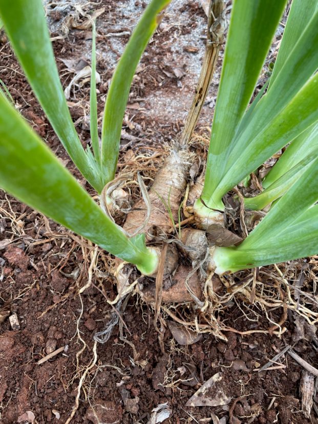 Eventually, irises become overcrowded.