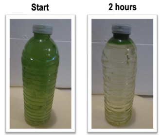 Figure 4. Migration of Microcystis spp., a type of cyanobacteria, to the water’s surface over time.