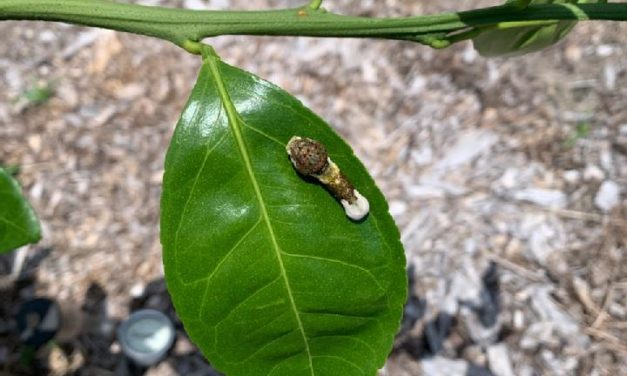 What Is It? Wednesday – Giant Swallowtail Caterpillar