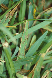 Gray leaf spot of St. Augustinegrass caused by the fungus, Pyricularia grisea.