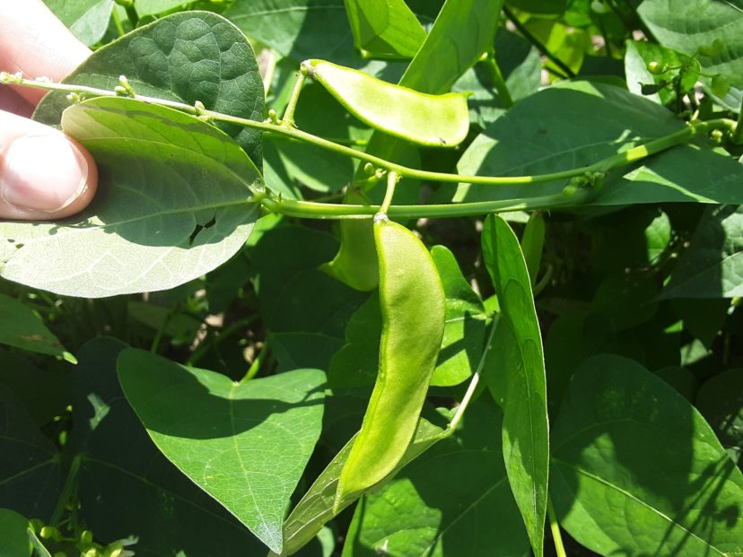 Having adequate water during the pod fill stage is important to achieve good bean quality and yields. Monitor irrigation schedules carefully while it’s hot and dry.
