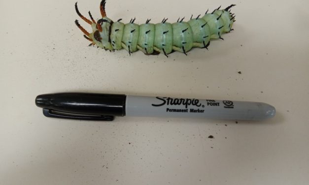 What Is It? Wednesday – Hickory Horned Devil Caterpillar