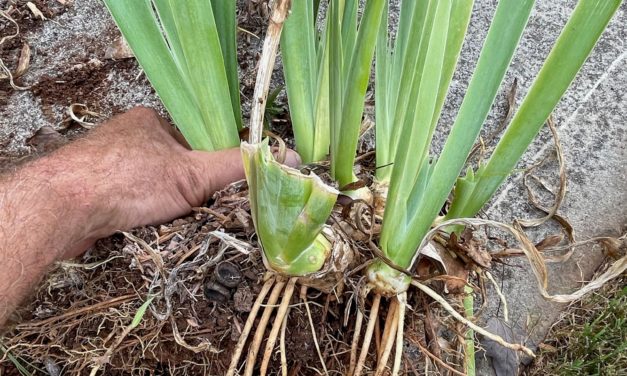 Give Your Bearded Irises Some Space – Divide Them