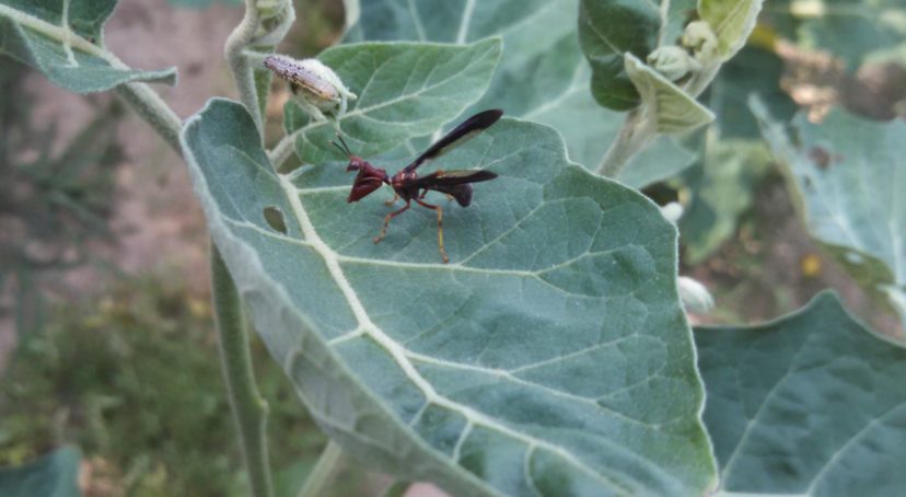 Mantidflies mimic the appearance of paper wasps to fool predators into leaving them alone