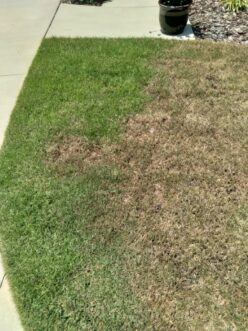 Nematode damage