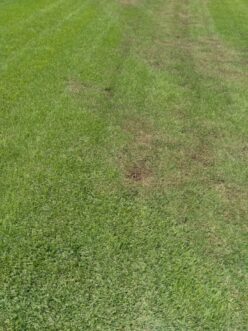 Nematode damage can appear sporadically