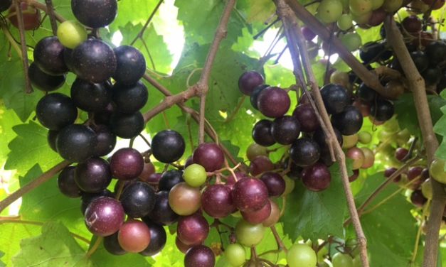 SC Fruit and Vegetable Field Report – August 30, 2022