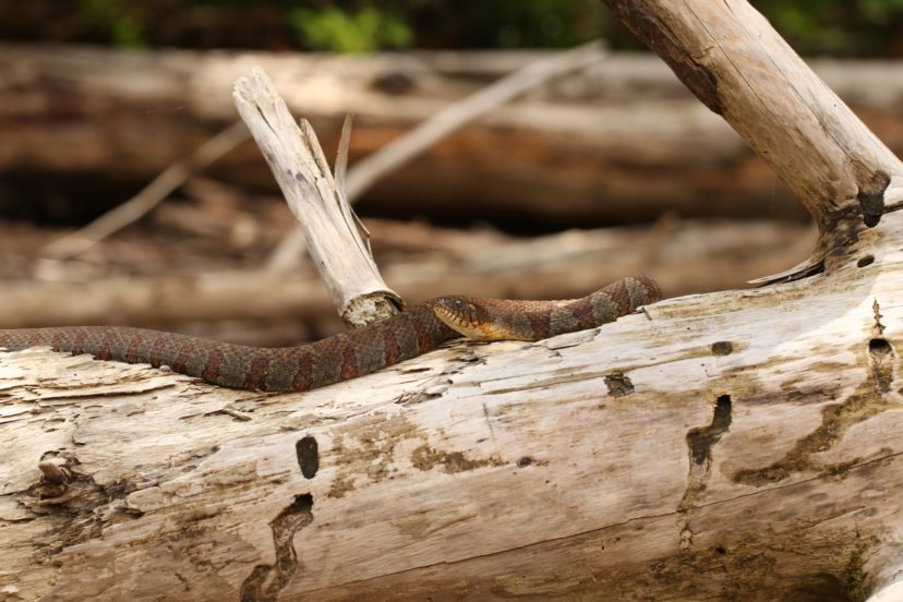 Northern watersnake.