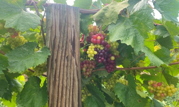 SC Fruit and Vegetable Field Report- August 1, 2022