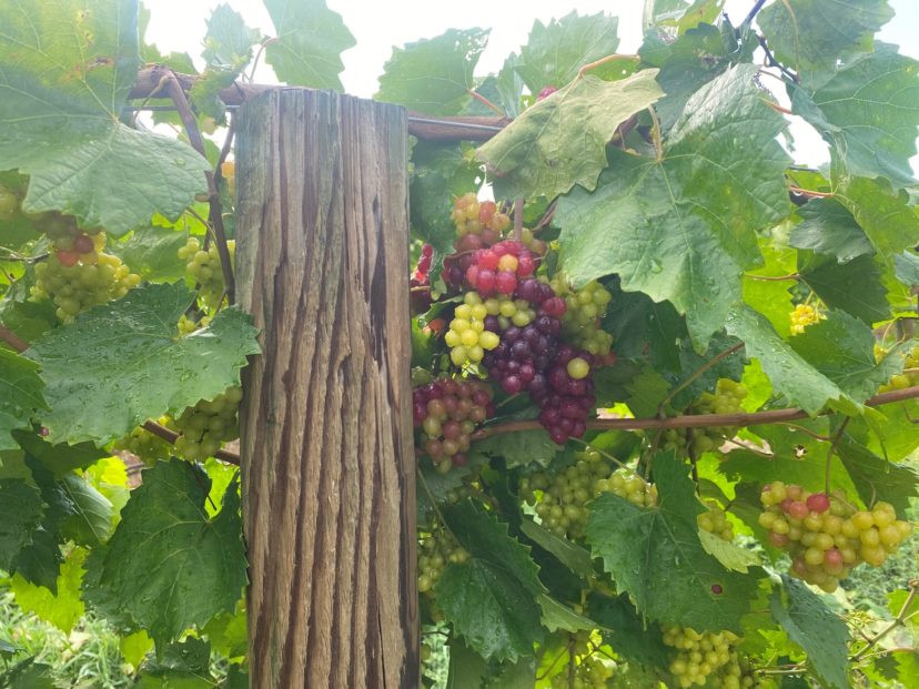 Razzmatazz muscadines will be picked this week.
