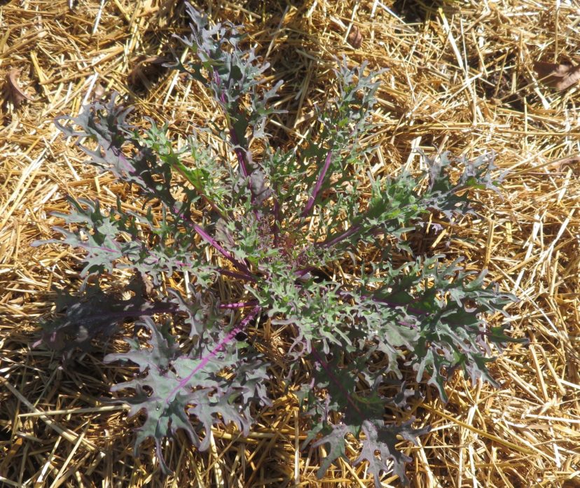 Red Russian kale has broad, lobed leaves with red veins and leaf stalks.